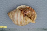 藏品(凹足陸寄居蟹)的圖片